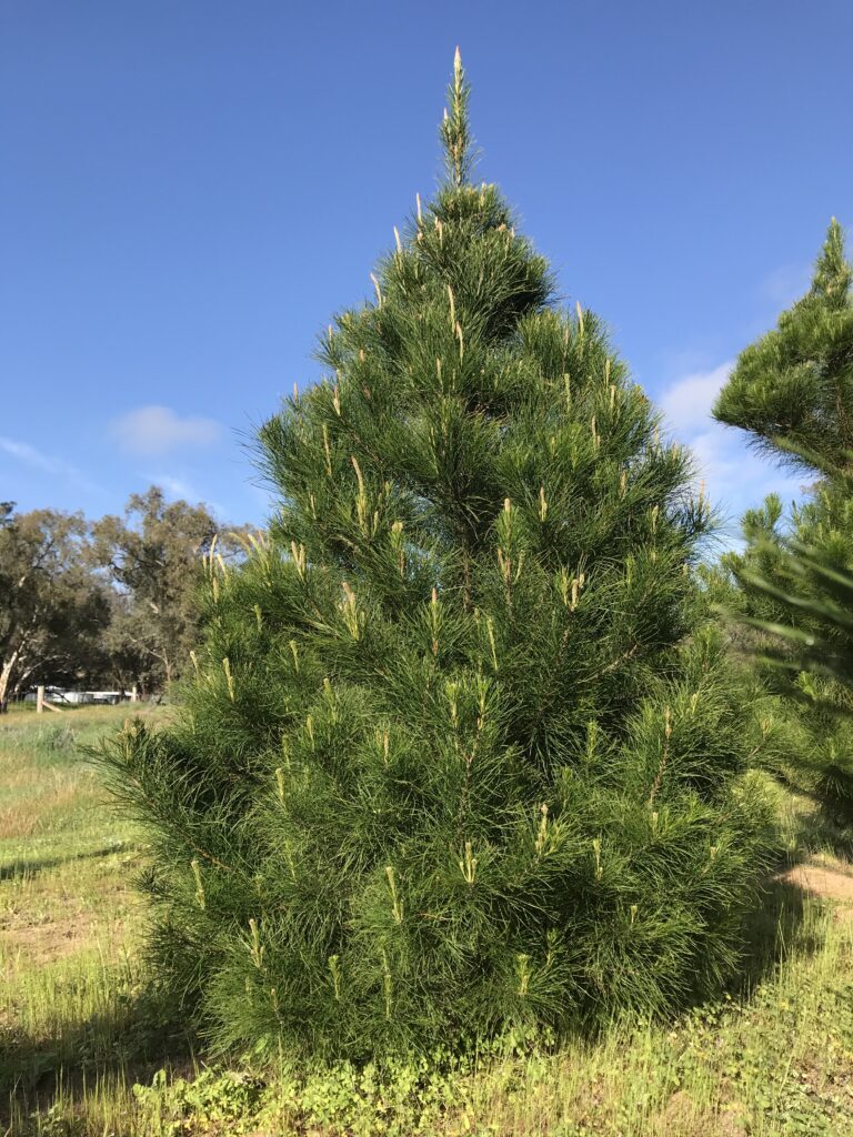 A very happy Christmas tree.  We have been caring for your Christmas trees for years!