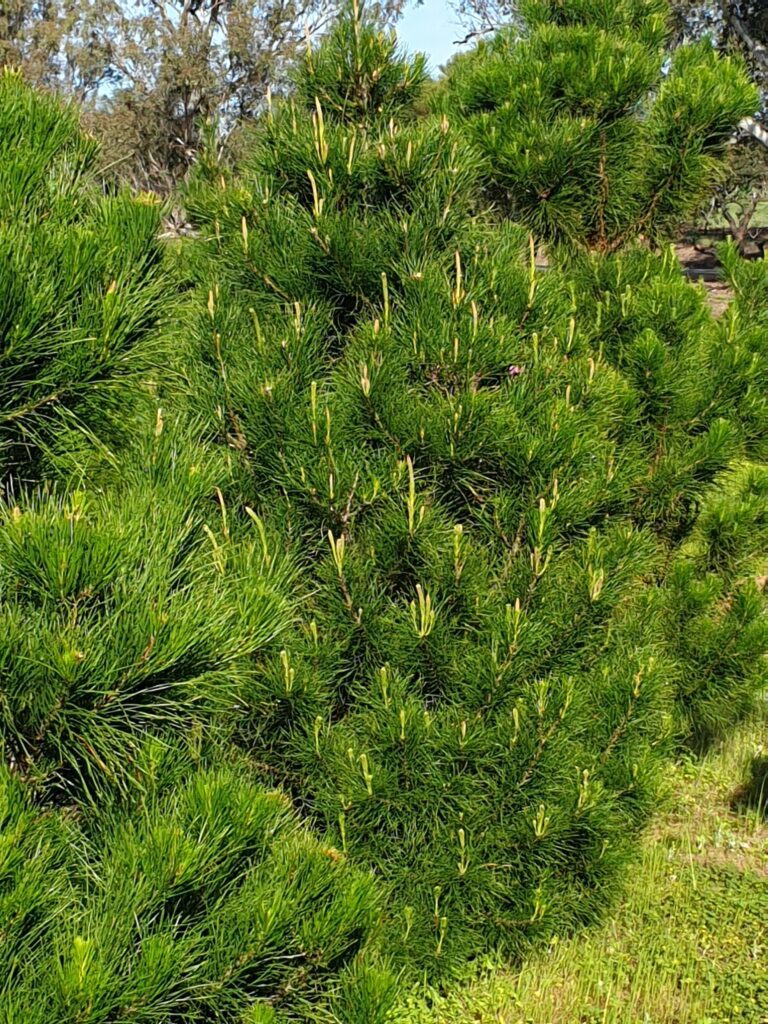 Real live Christmas tree