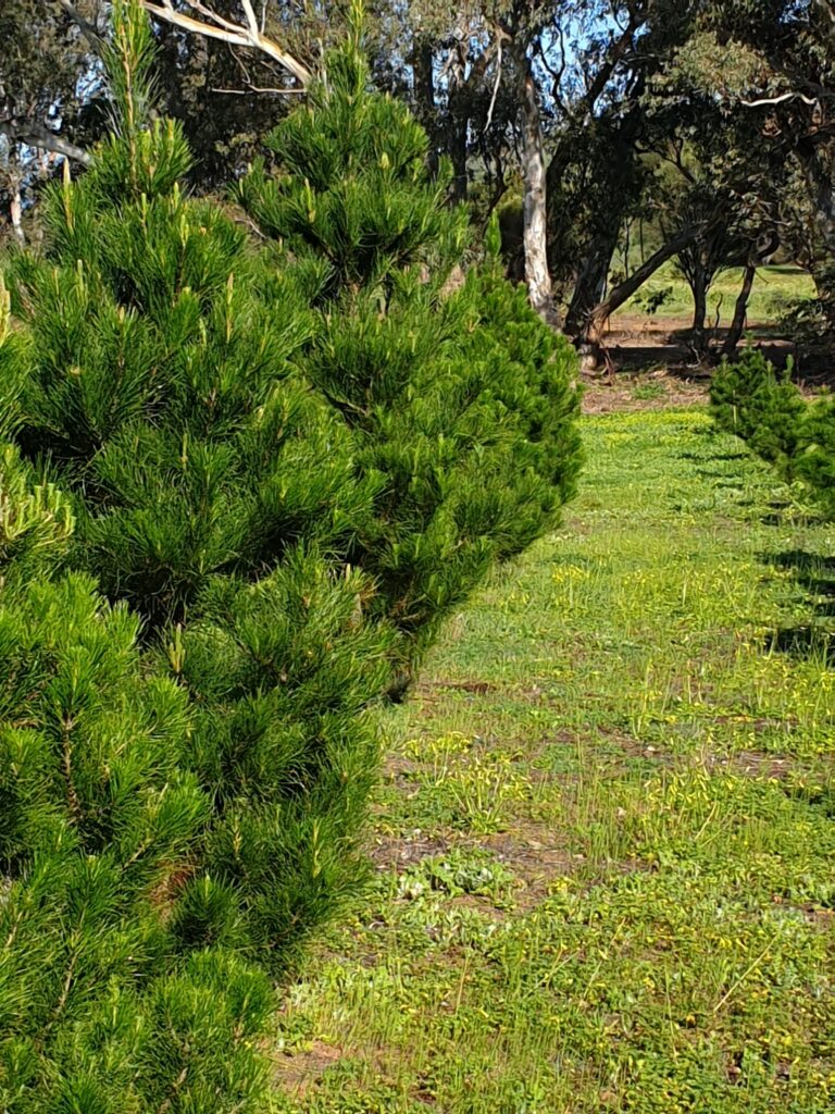 Buy real live Christmas trees at Toodyay Christmas Trees. 
Toodyay, Perth, Western Australia